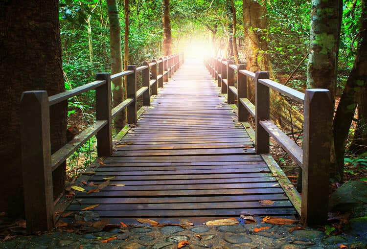 Brücke die zum Wald führt, am Ende der brücke Wald und Sonnenlicht