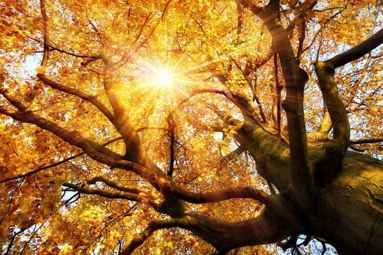 Ein Lächeln in der Natur: Sonnenstrahlen brechen durch die Baumkrone eines goldenen Herbstbaums und symbolisieren die Magie der Verbindungen.