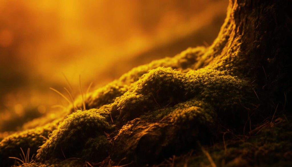 Nahaufnahme von weichem Moos im warmen Morgenlicht – beruhigende Natur, ideal für Meditation und innere Ruhe.